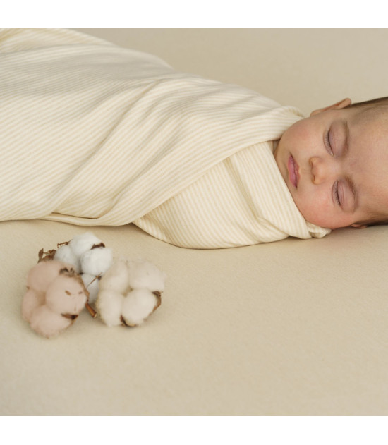 Purest Cotton Knit Stripes Ecru Brown